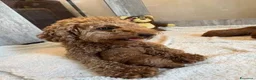Barboncino Toy cani in vendita: Cuccioli di Barboncino Toy di Razza Pura - Annuncio 17