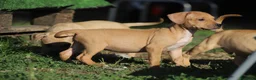 Pitbull cani in vendita: Cuccioli Pit Bull con Pedigree anche a rate - Annuncio 13
