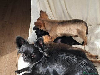 Chihuahua cani Cucciolo chihuahua pelo lungo con pedigree enci - Annuncio 1