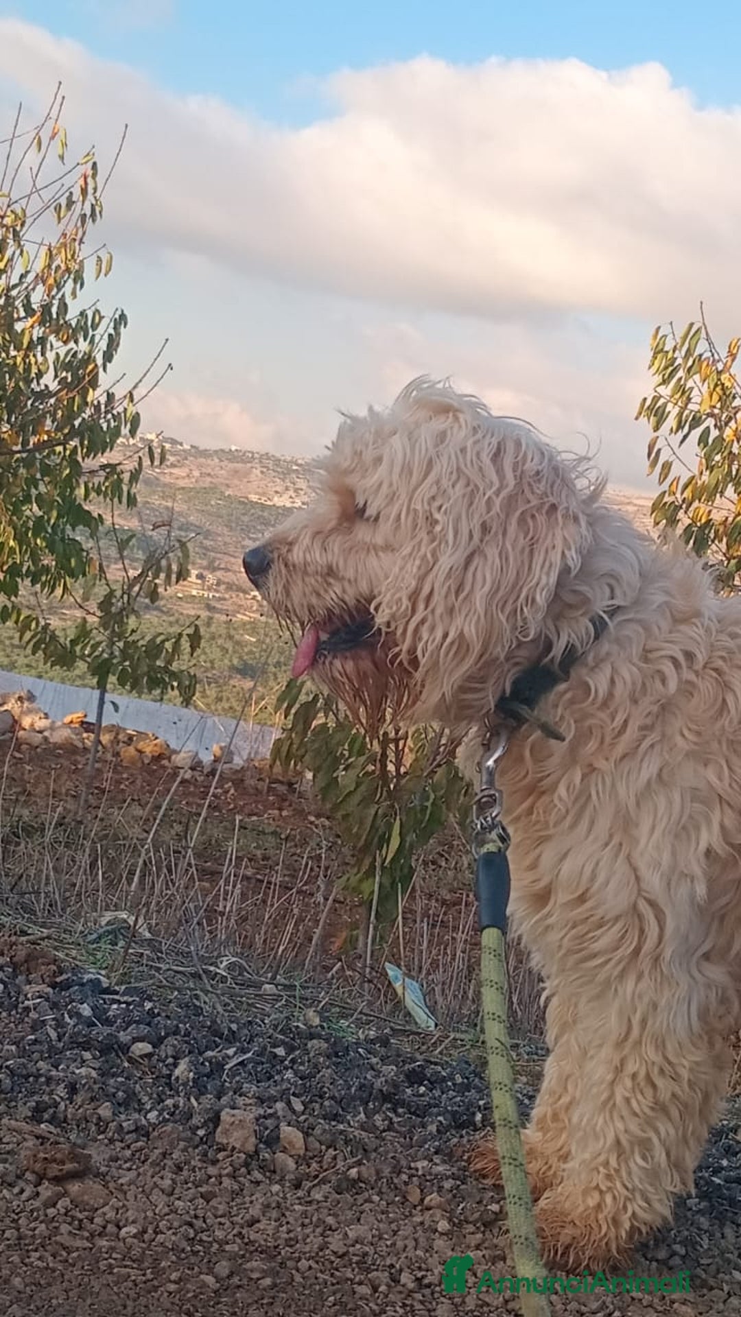 Barboncino cani in regalo: Splendido Barboncino - FLUFFY - Annuncio 14