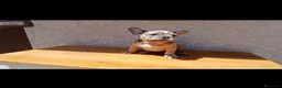 Bulldog Francese cani in vendita: Bulldog francese lillac merle - Annuncio 3