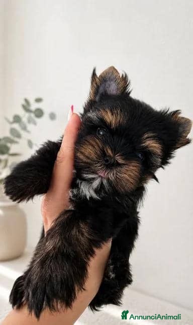 Yorkshire cani Adorabili Yorkshire Terrier maschi - Annuncio 6