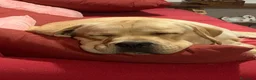 Labrador cani per accoppiamento: Labrador maschio per accoppiamento a Provincia del Verbano-Cusio-Ossola - Annuncio 5