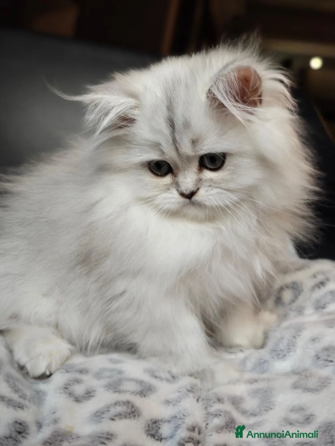 Persiano gatti in vendita: Gattini Persiani Chinchillà  - Annuncio 2