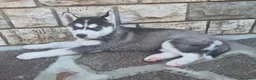 Husky cani in vendita: Cuccioli di siberian husky  - Annuncio 5