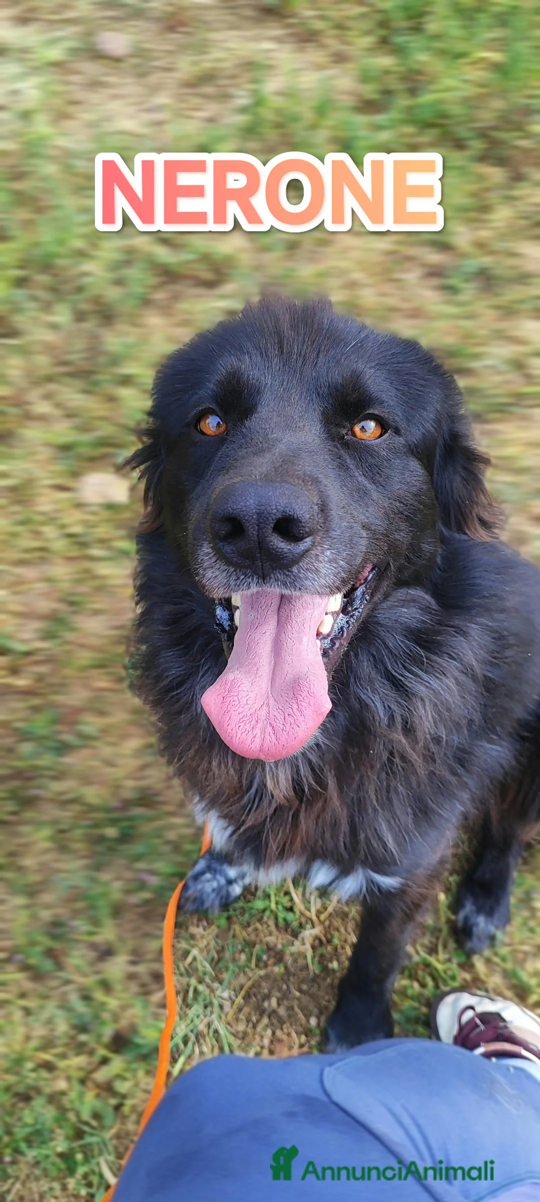 Meticcio cani in regalo: Nerone nessuno ti vuole perché sei nero a Provincia autonoma di Bolzano - Alto Adige - Annuncio 2