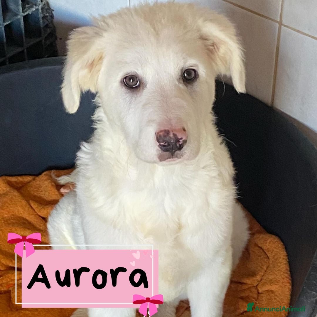 Meticcio cani in regalo: Aurora cucciola 5 mesi cerca casa - adozione  - Annuncio 1