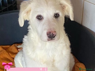 Meticcio cani Aurora cucciola 5 mesi cerca casa - adozione - Annuncio 15