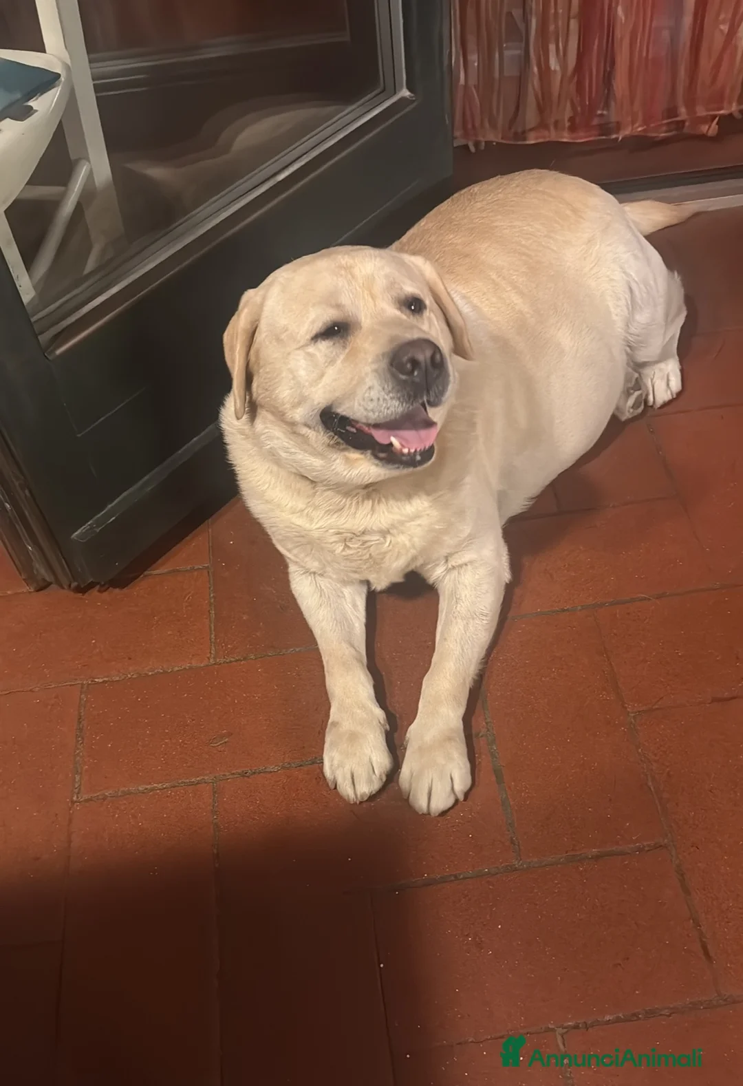 Labrador cani in regalo: Regali 2 Labrador  a Provincia di Pordenone - Annuncio 2
