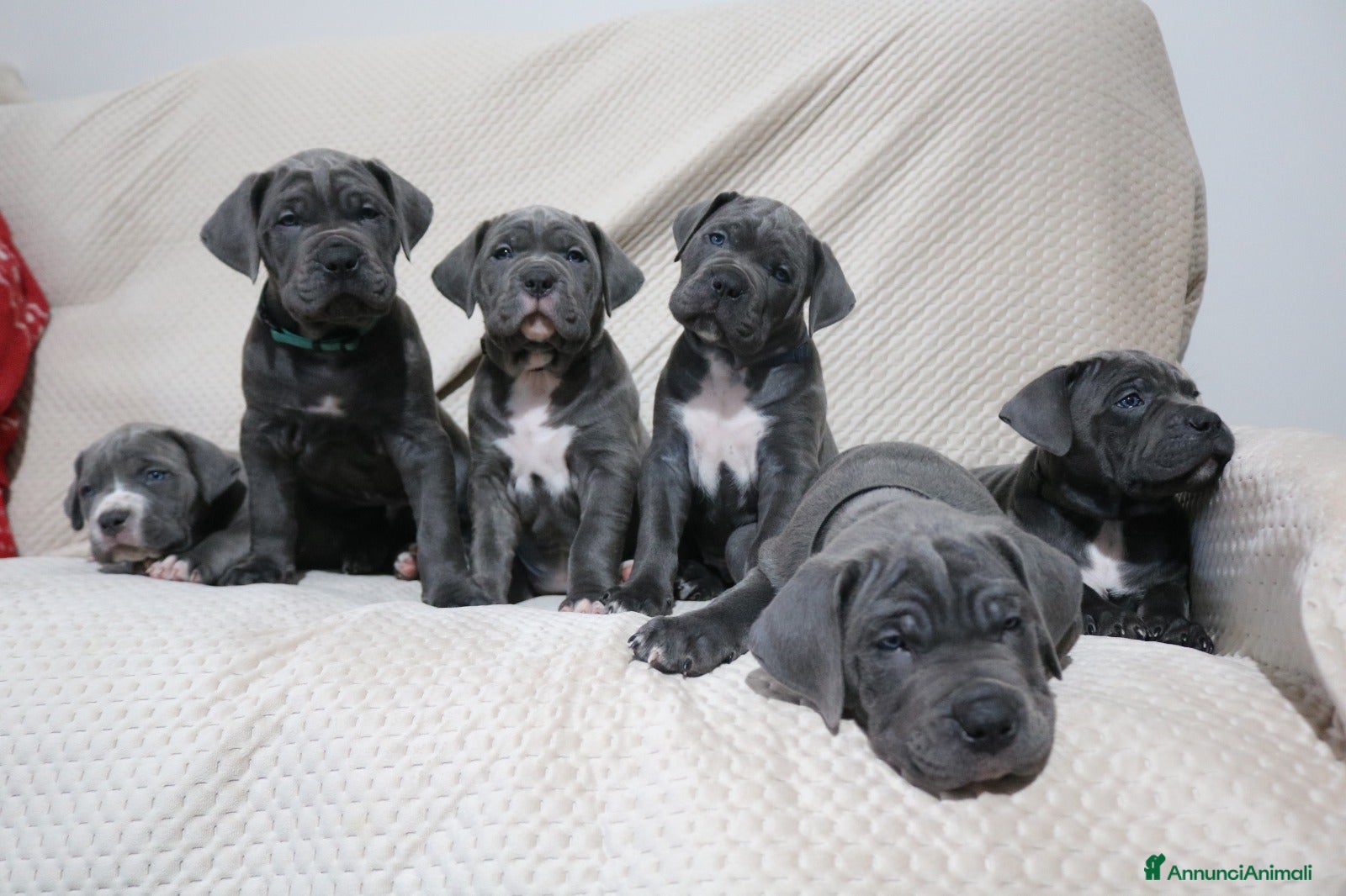 Cane Corso cani Cuccioli Cane Corso grigi  - Annuncio 1