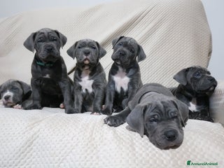 Cane Corso cani Cuccioli Cane Corso grigi - Annuncio 3