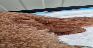 Barboncino cani a Provincia di Lecce - Annuncio 3