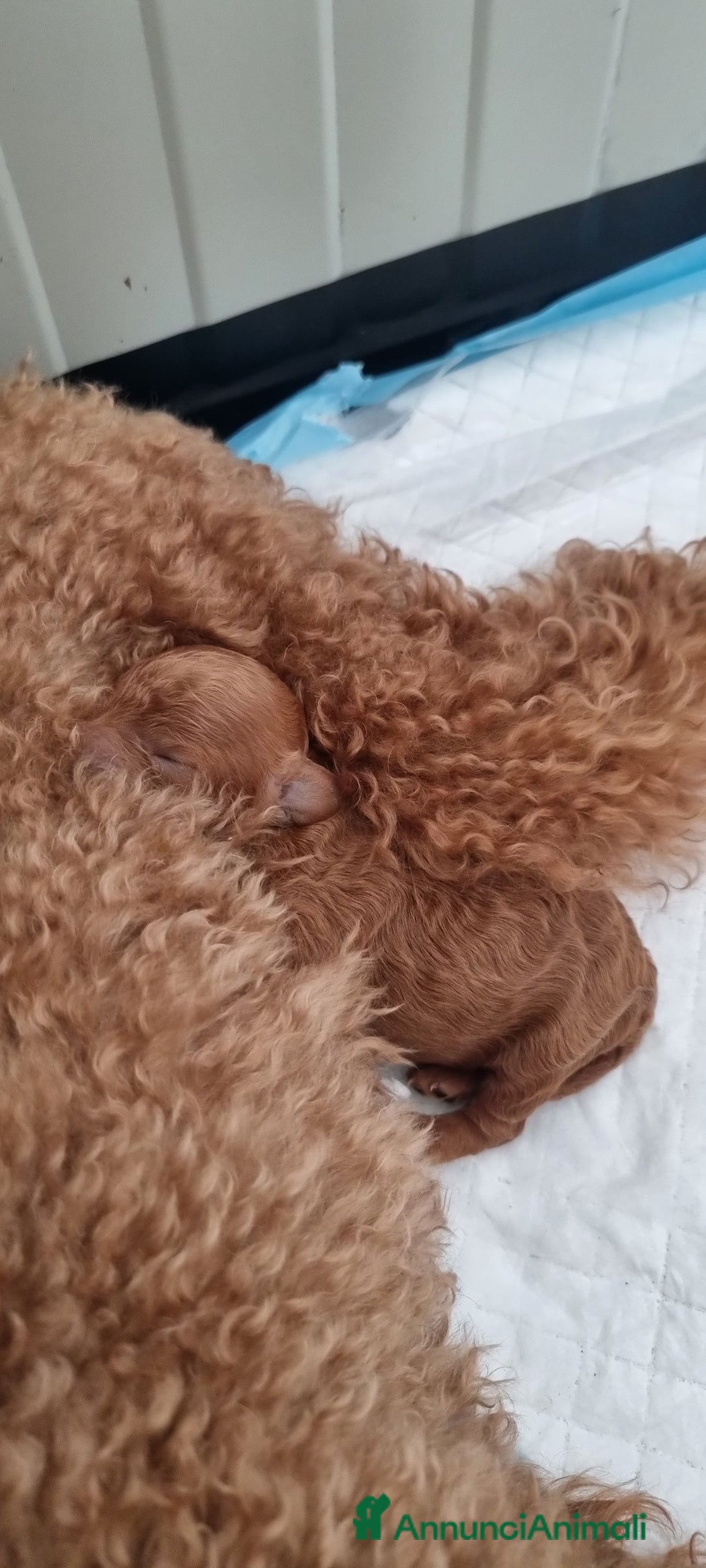Barboncino cani in vendita: Barboncino barbone nano a Provincia di Lecce - Immagine 2