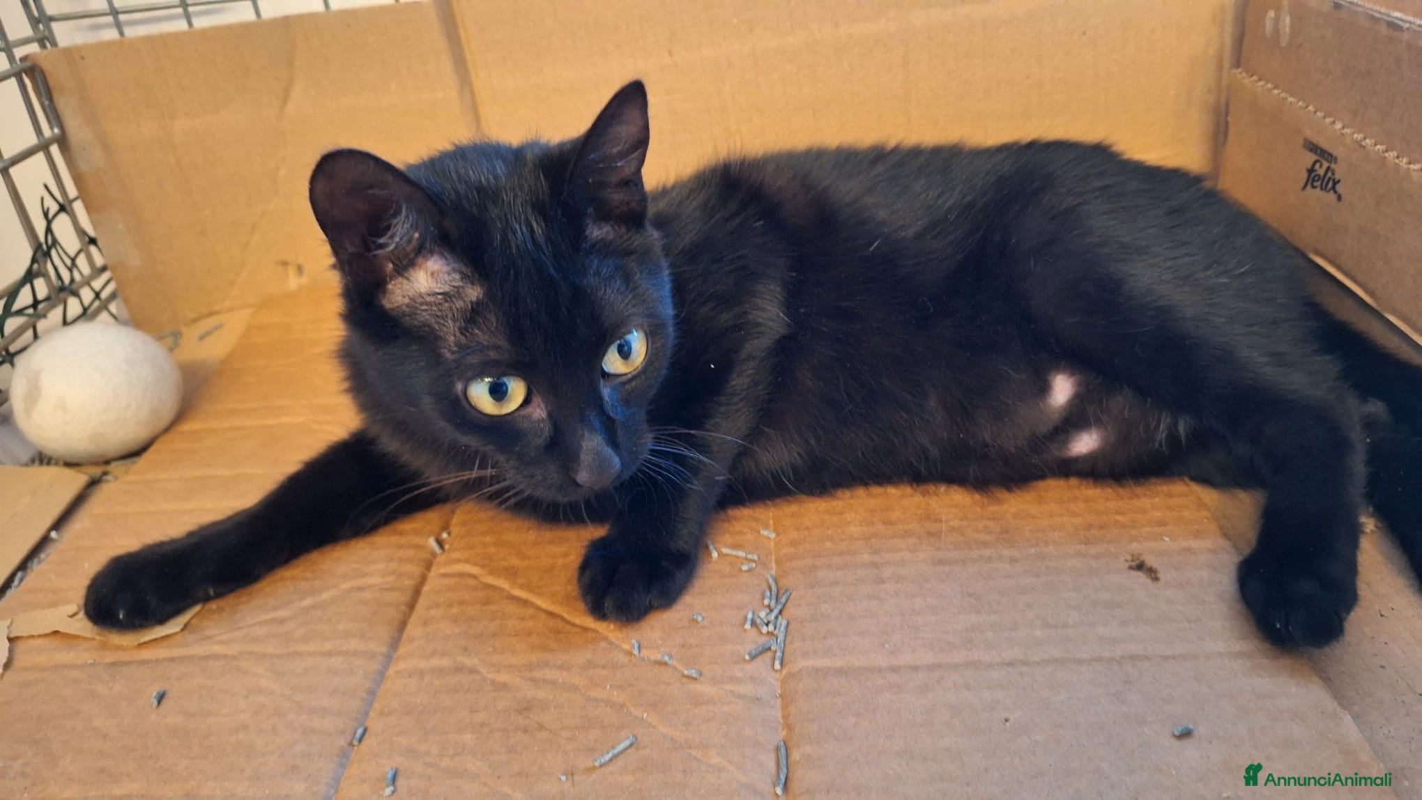 Europeo gatti Sofia 6 mesi di dolcezza tutta da conquistare  - Annuncio 2