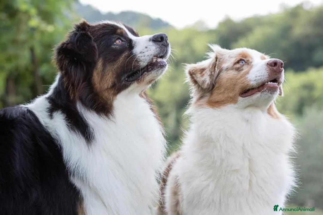 Immagine della galleria {{count}}