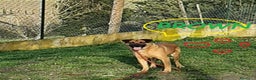 Meticcio cani in regalo: BROWN un bel timidino - Annuncio 3
