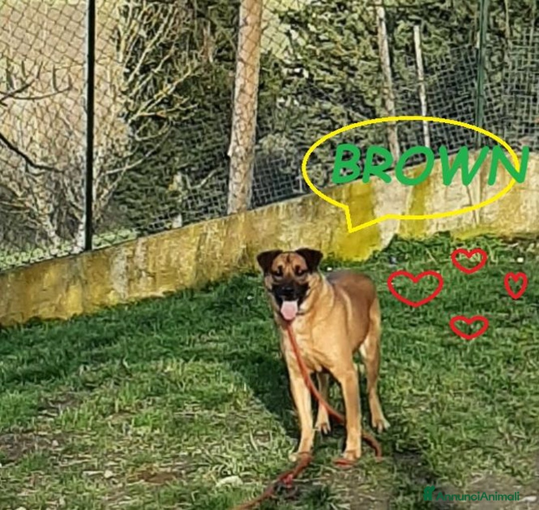 Meticcio cani in regalo: BROWN un bel timidino - Annuncio 3