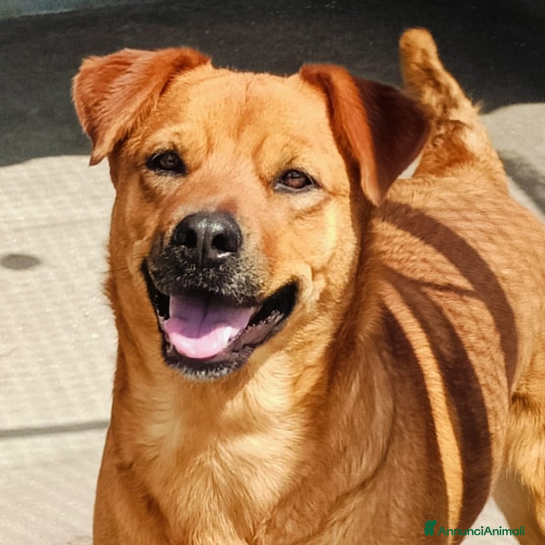 Meticcio cani in regalo: Alanis dolce cagnolina 2 anni cerca casa! a Provincia di Latina - Annuncio 6