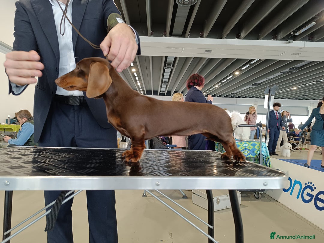 Bassotto cani in vendita: Cuccioli bassotto nano  a Provincia di Ferrara - Immagine 6