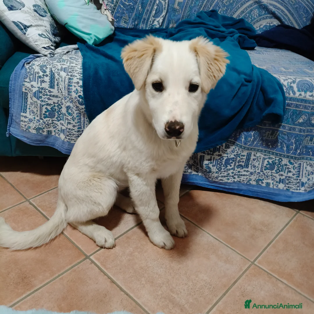 Meticcio cani in regalo: Dolce Eda cerca la sua occasione ❤️ a Provincia di Verona - Annuncio 1
