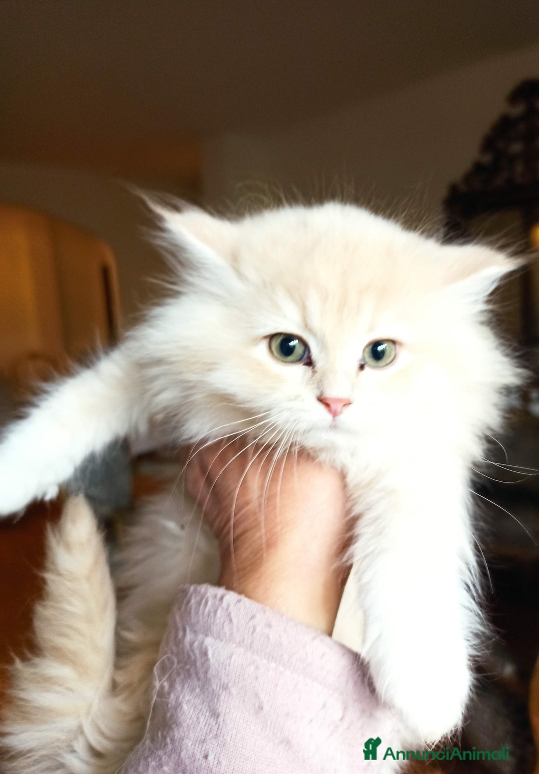 Persiano gatti in vendita: Gattini persiani normotipo  - Annuncio 8