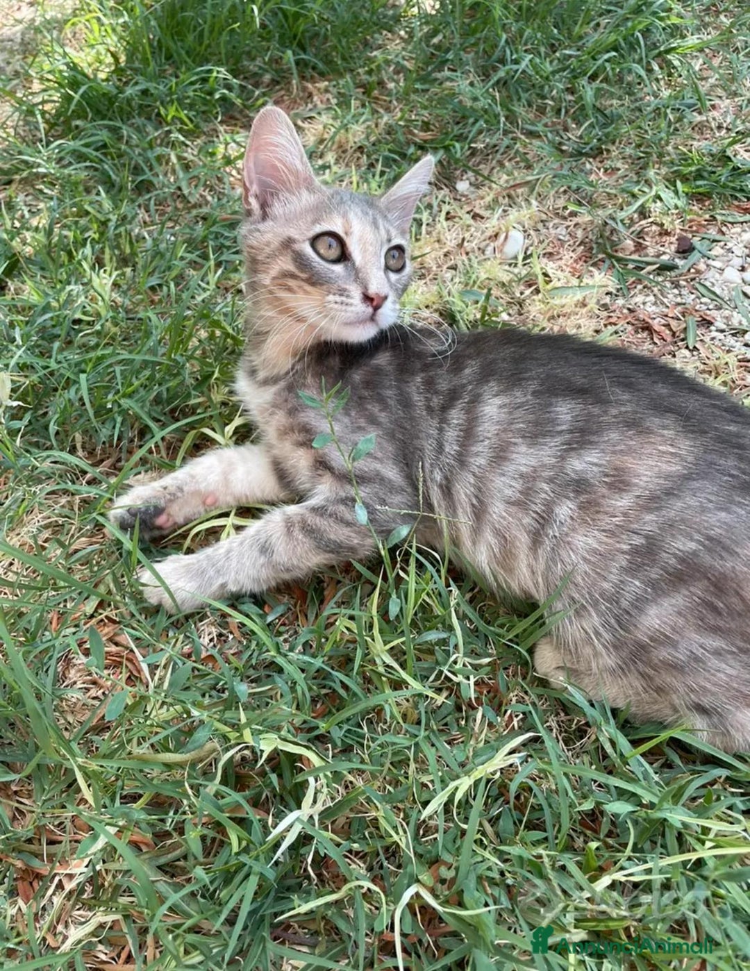 Altre razze gatti in regalo: gattina dolce grigia a pelo corto a Provincia di Ascoli Piceno - Annuncio 5