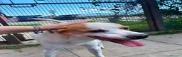 Meticcio cani in regalo: DEVID, simpatico simil Jack russel - Annuncio 9