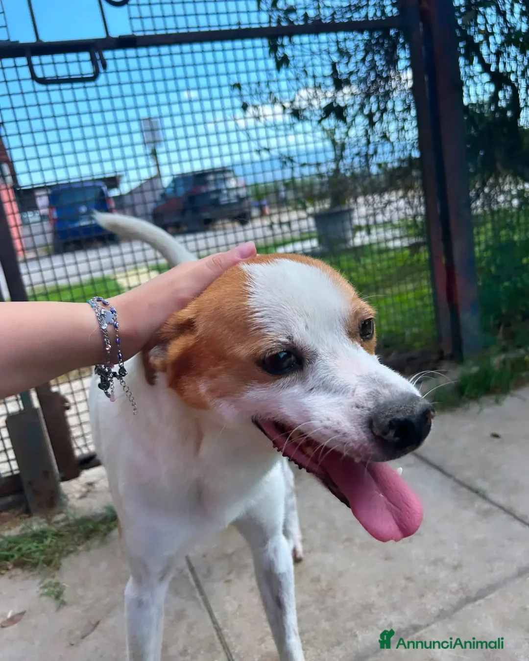 Meticcio cani in regalo: DEVID, simpatico simil Jack russel - Annuncio 9