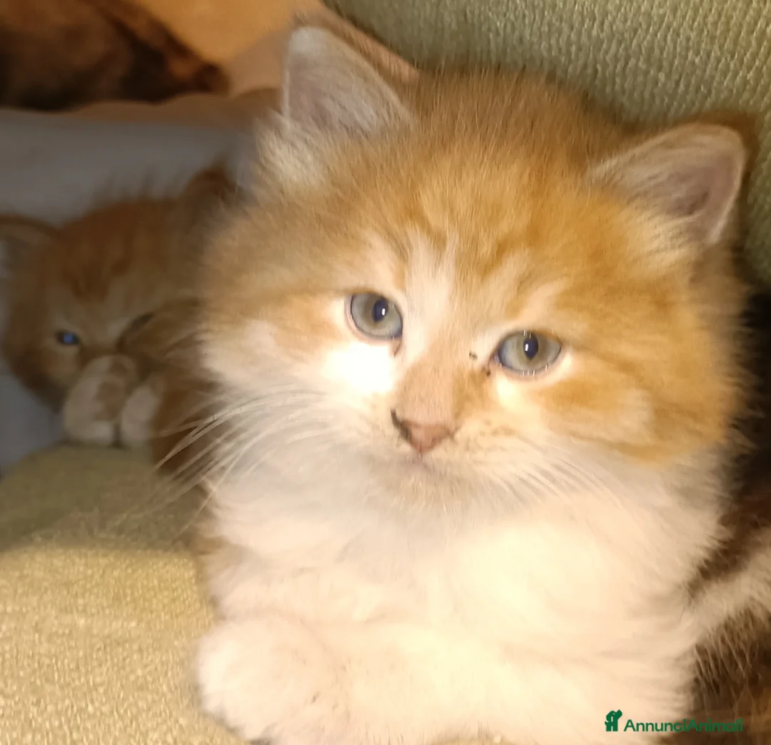 Siberiano gatti in vendita: Gattini siberiani  - Annuncio 5