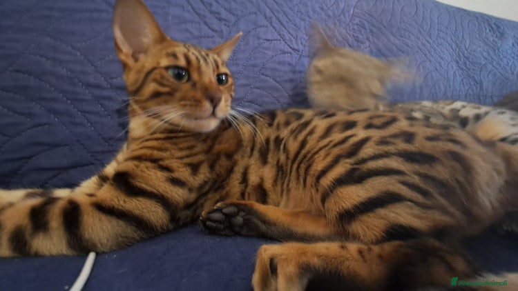 Bengala gatti - Annuncio 1