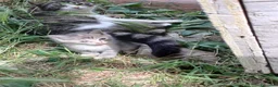 Europeo gatti in regalo: Gattini cercano casa!  - Annuncio 4