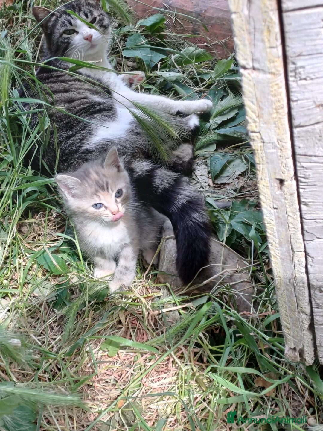 Europeo gatti in regalo: Gattini cercano casa!  - Annuncio 4