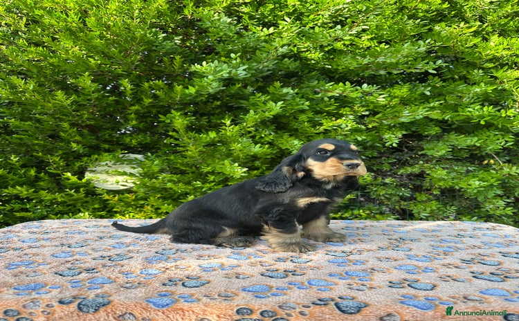 Cocker cani a Provincia di Latina - Annuncio 15