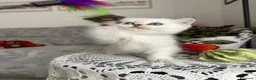 Scottish gatti in vendita: Gattini Scottish Golden  - Annuncio 11