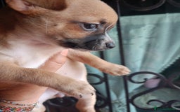 Chihuahua cani in vendita: Cucciola di chihuahua  a Città metropolitana di Roma Capitale - Immagine 1