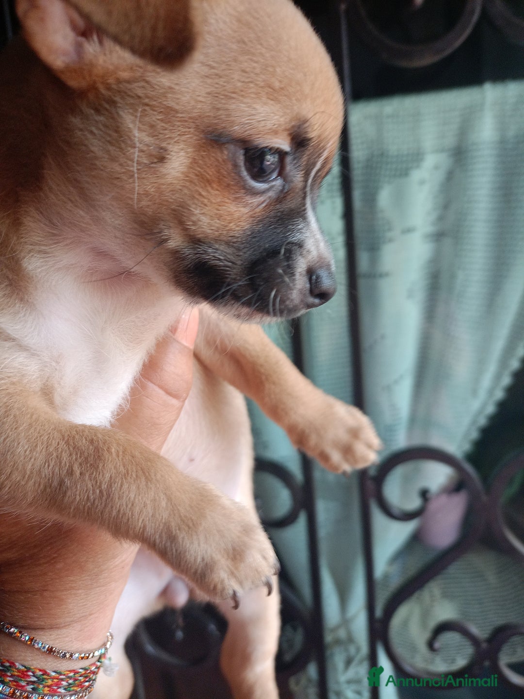 Chihuahua cani in vendita: Cucciola di chihuahua  a Città metropolitana di Roma Capitale - Immagine 1