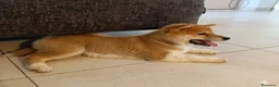 Shiba Inu cani in vendita: Cucciolo di shiba - Annuncio 2