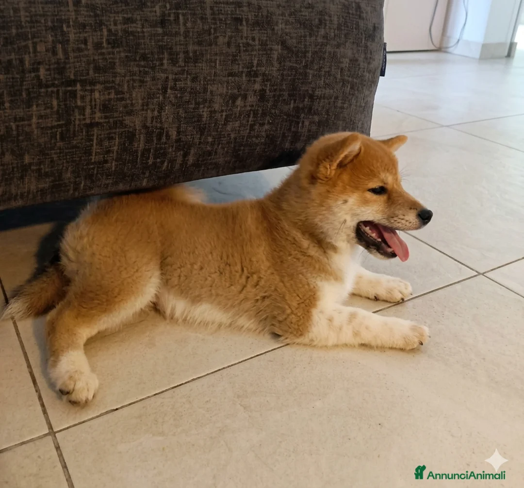 Shiba Inu cani in vendita: Cucciolo di shiba - Annuncio 2