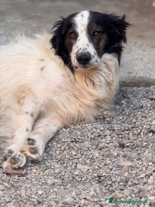 Meticcio cani Matteo - Annuncio 29