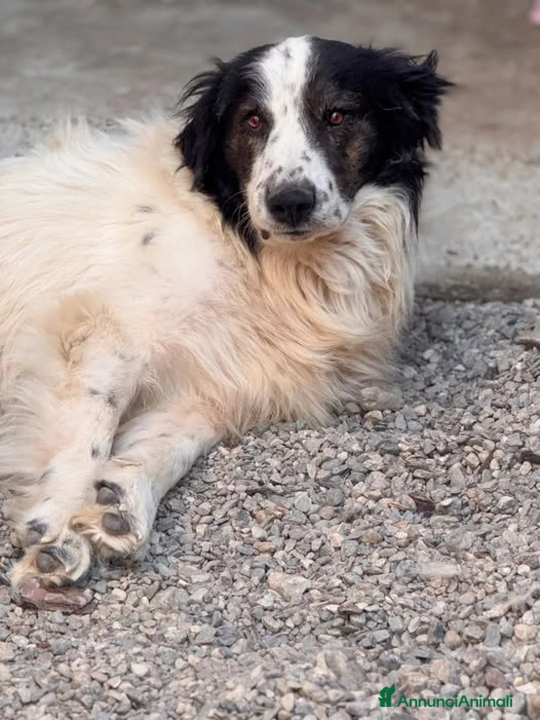Meticcio cani in regalo: Matteo - Annuncio 1