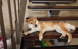 Shiba Inu cani in vendita:  cucciolata di Shiba inu ottima genealogia  - Immagine 6