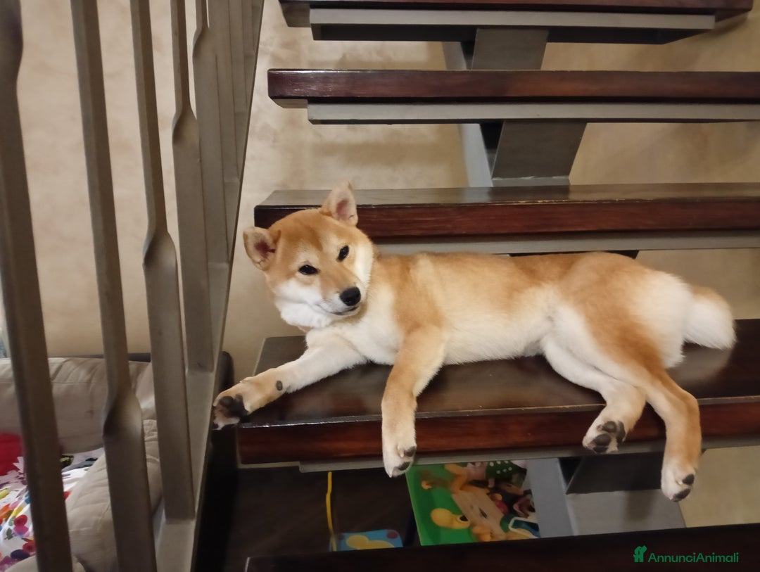 Shiba Inu cani in vendita:  cucciolata di Shiba inu ottima genealogia  - Immagine 6