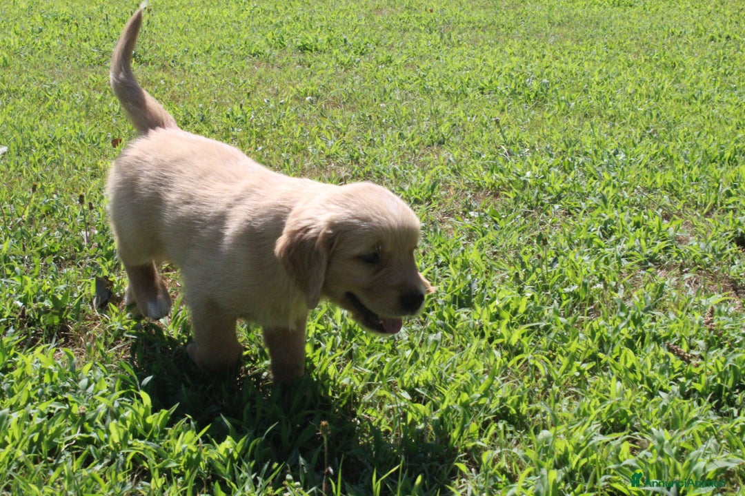 Golden Retriever cani in vendita: Ultimi cuccioli di Golden Retriever con pedigree a Città metropolitana di Milano - Immagine 7