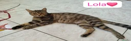 Meticcio gatti in regalo: Lola cerca casa,due anni di pura dolcezza  - Annuncio 1