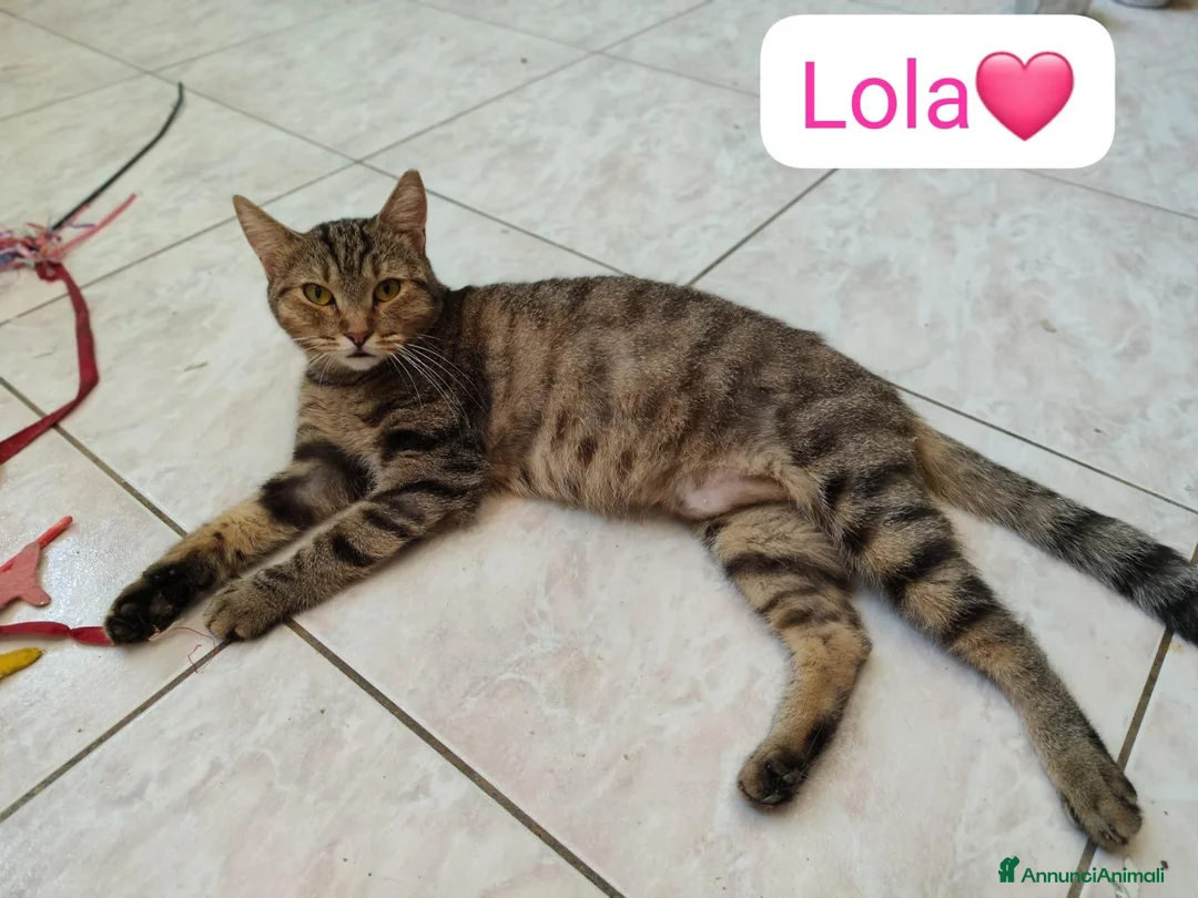 Meticcio gatti in regalo: Lola cerca casa,due anni di pura dolcezza  - Annuncio 1