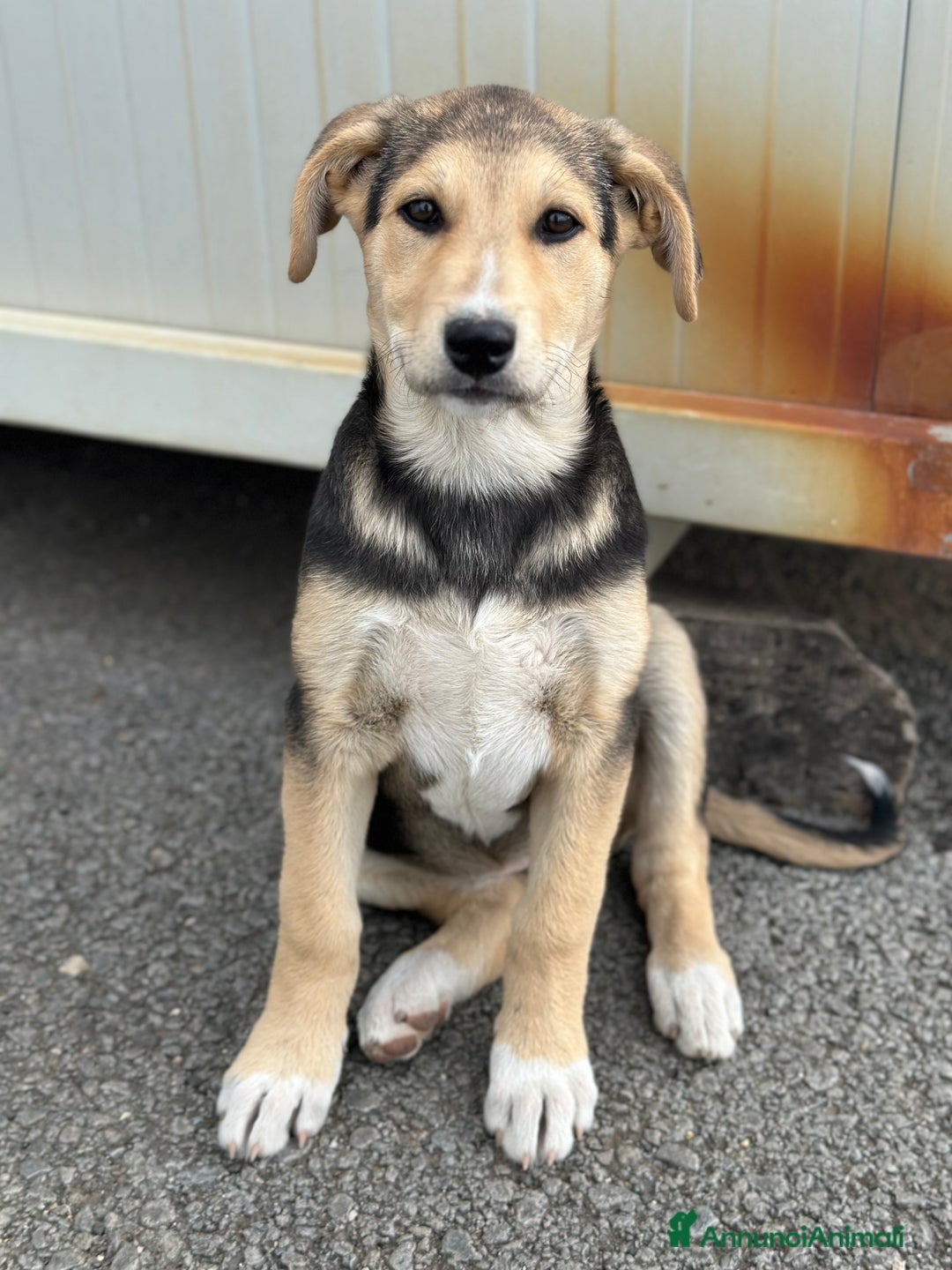 Meticcio cani in regalo: Eva cerca casa - Annuncio 3