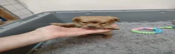 Volpino Italiano cani in regalo: Splendido cucciolo di Volpino (Catania)  - Annuncio 9