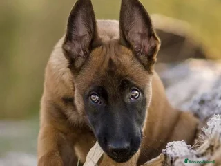 Pastore Belga cani Allevamento Cuccioli Pastore Belga Malinois Puglia a Città Metropolitana di Bari - Annuncio 7