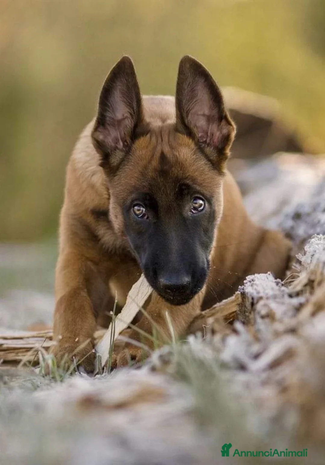 Pastore Belga cani in vendita: Allevamento Cuccioli Pastore Belga Malinois Puglia a Città Metropolitana di Bari - Annuncio 1
