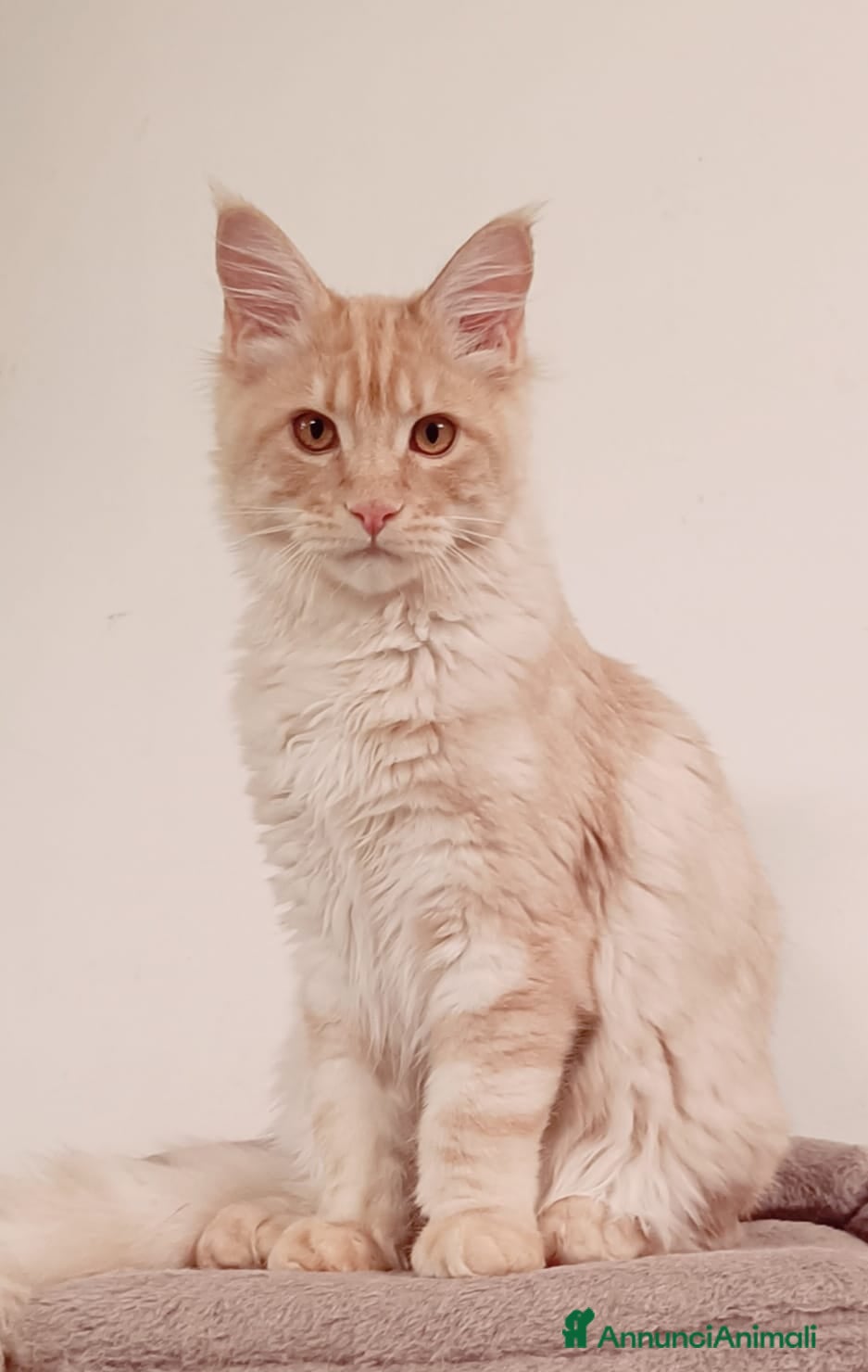Maine Coon gatti  Maine Coon pedigree ANFI  - Annuncio 14